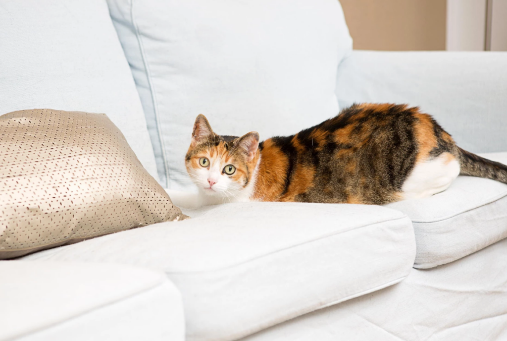 Creating a Cat-Friendly Home Tips for Feline Comfort
